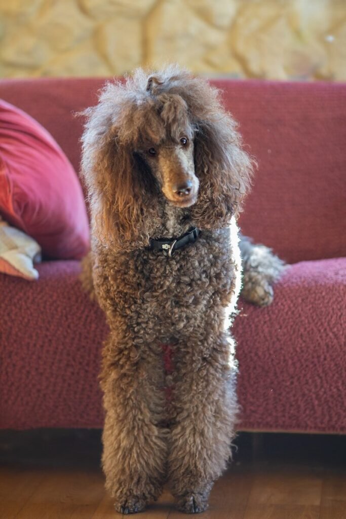 Are Poodles Stubborn?