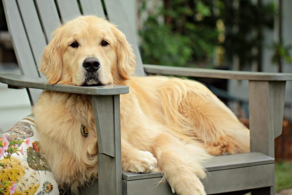 Are Golden Retrievers Ever Full?