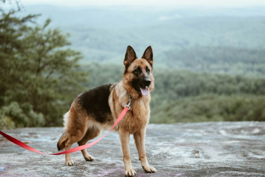 People also ask
How stubborn are Golden Retrievers?
What is the most difficult age for a golden retriever?
What is the biggest problem with Golden Retrievers?
What is the most stubbornness dog?
What are the downsides of owning a golden retriever?
What is the most snuggly dog breed?
What's the naughtiest breed of dog?
What dog is known as the heartbreak breed?
What are the ten most disobedient dog breeds?