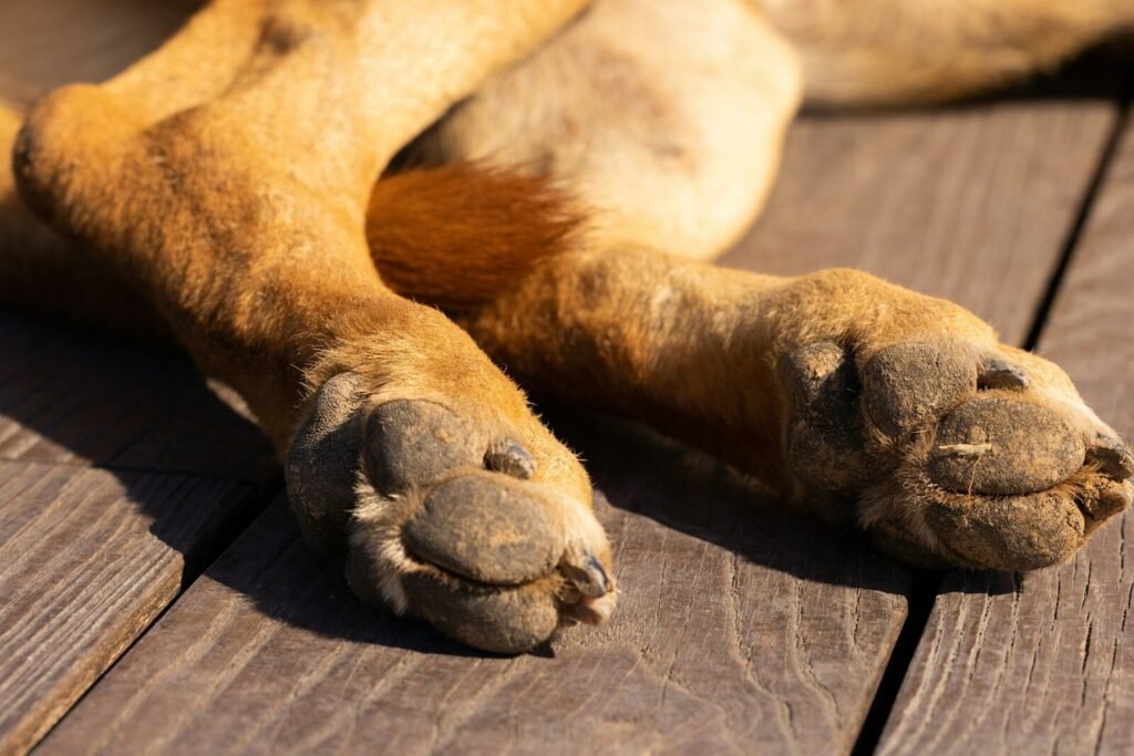 What Causes Arthritis in a Dog's Back Legs