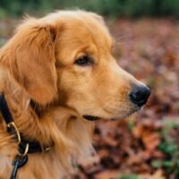 Are Golden Retrievers Stubborn Dogs? The Truth Every Owner Needs to Know
