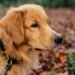 Are Golden Retrievers Stubborn Dogs? The Truth Every Owner Needs to Know