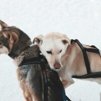 Signs of Arthritis in Dogs Spine: A Complete Owner's Guide