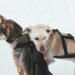 Signs of Arthritis in Dogs Spine: A Complete Owner's Guide