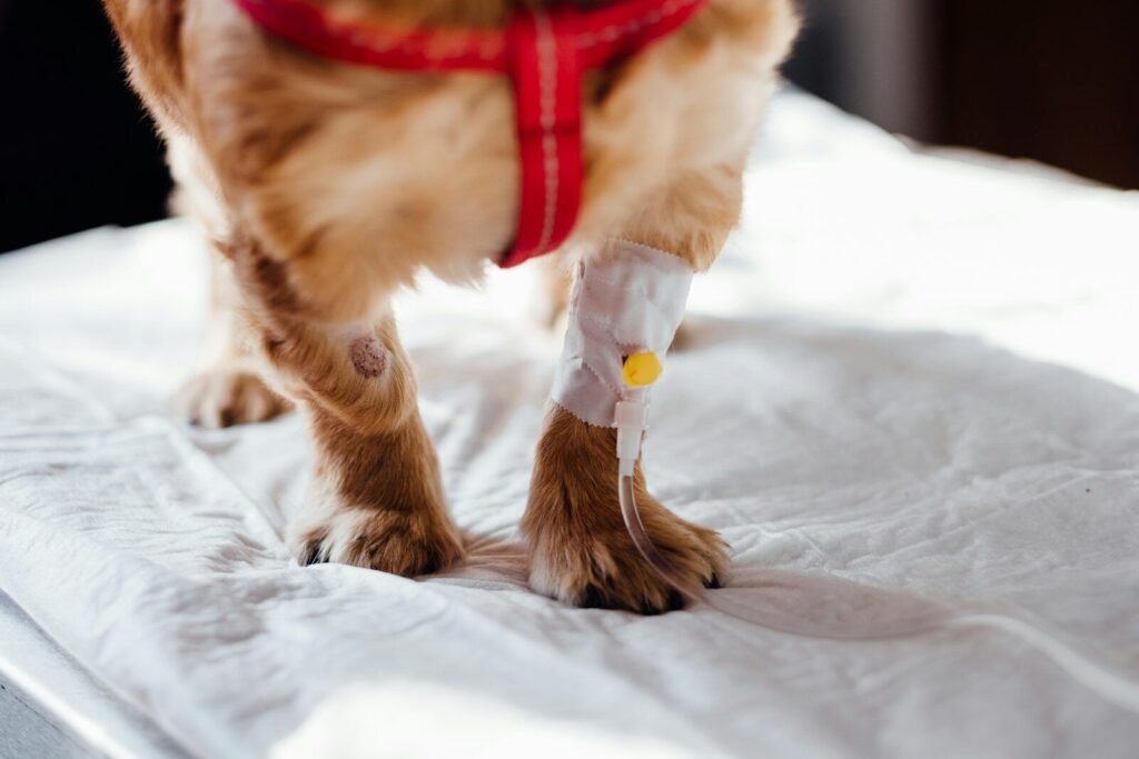 How Hip Dysplasia and Hip Arthritis Are Connected