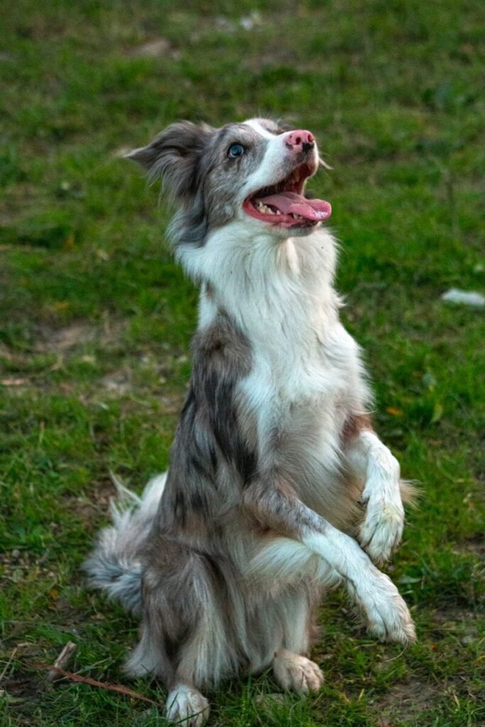 Understanding Arthritis in the Hind Legs