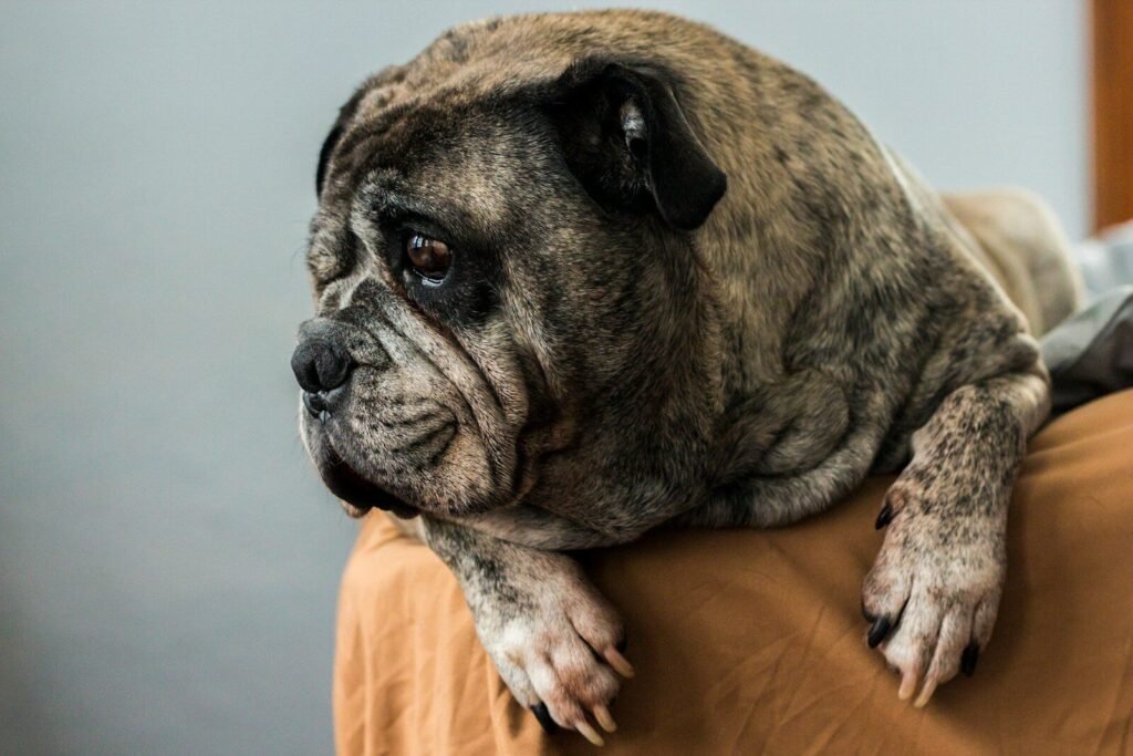 Early Signs of Arthritis in Dogs