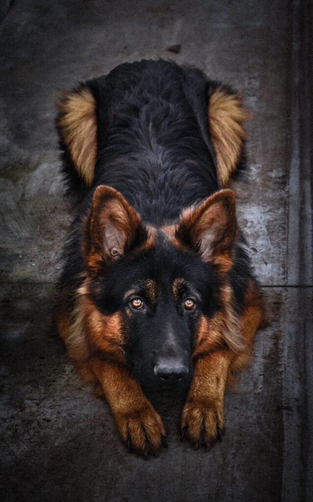 Signs My German Shepherd Is Dying: Common Physical and Behavioural Changes