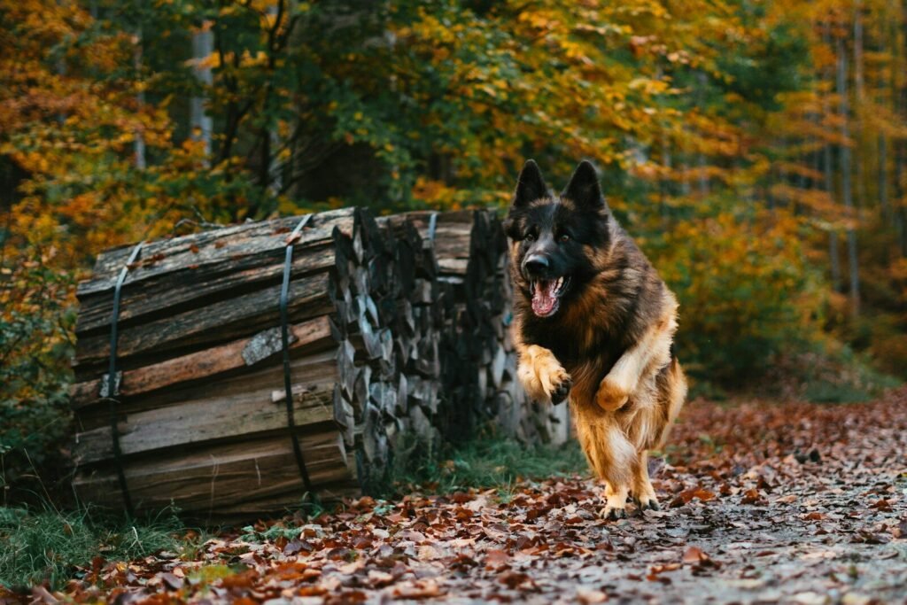 Why Are German Shepherds So Stubborn?