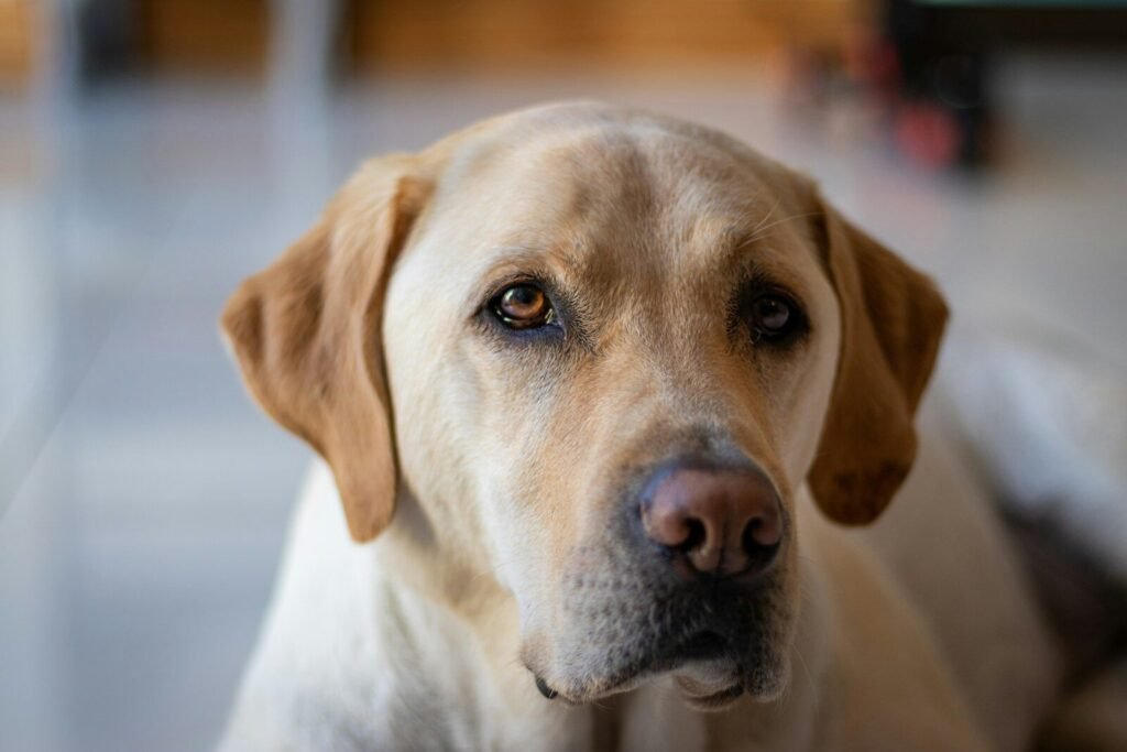 Understanding Arthritis in the Canine Spine