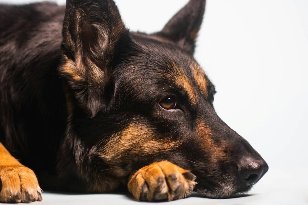 Early Signs of Arthritis in Dogs
