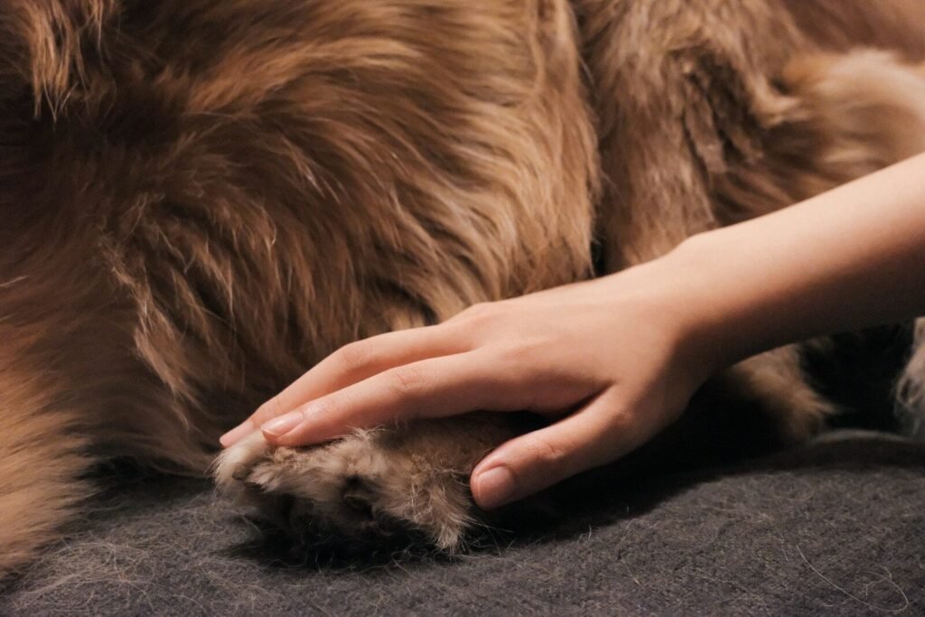 Causes and Risk Factors Behind Front Leg Arthritis