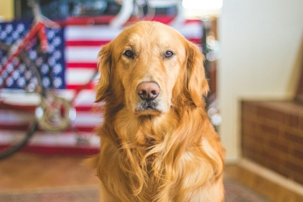 Are Golden Retrievers Stubborn Dogs? What Are the Common Reasons They Seem Difficult