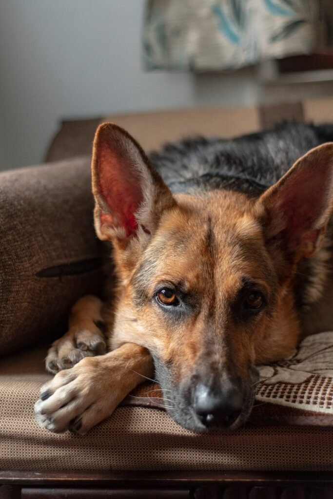 Signs My German Shepherd Is Dying of Cancer