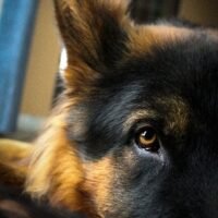 Signs My German Shepherd Is Dying: Understanding End-of-Life Symptoms and What to Expect