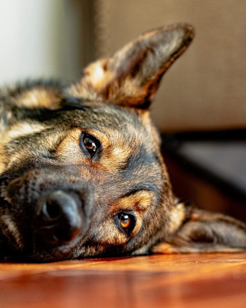 How to Comfort a German Shepherd Near the End of Life