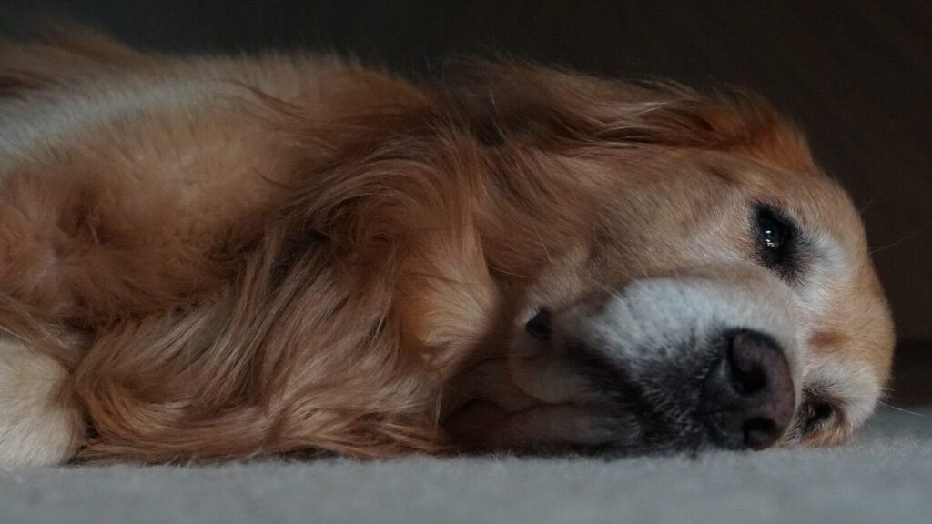 How Do I Know If My Dog Is Dying or Just Sick?