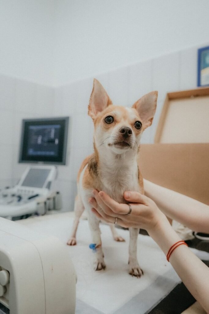 Treatment Approaches for Spinal Arthritis in Dogs