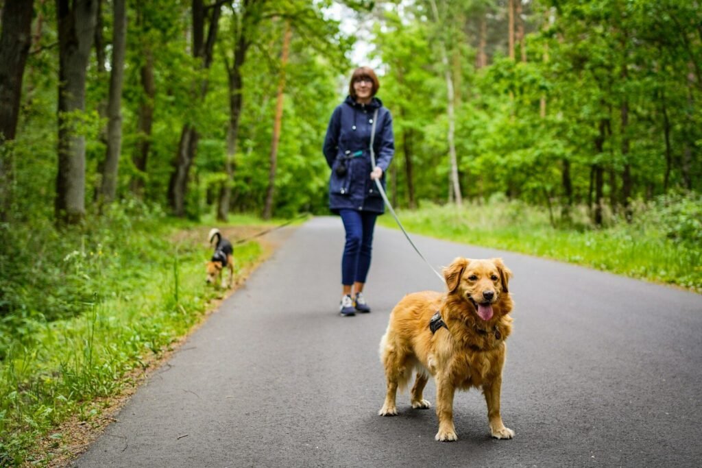 Why Are Golden Retrievers So Stubborn on Walks?