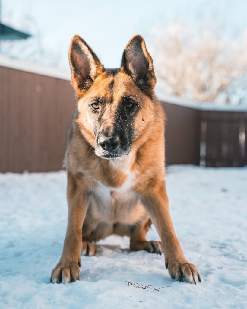 What Is Hip Dysplasia in Dogs and Why Does It Happen?