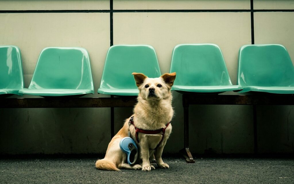 Hip Dysplasia in Small Dogs