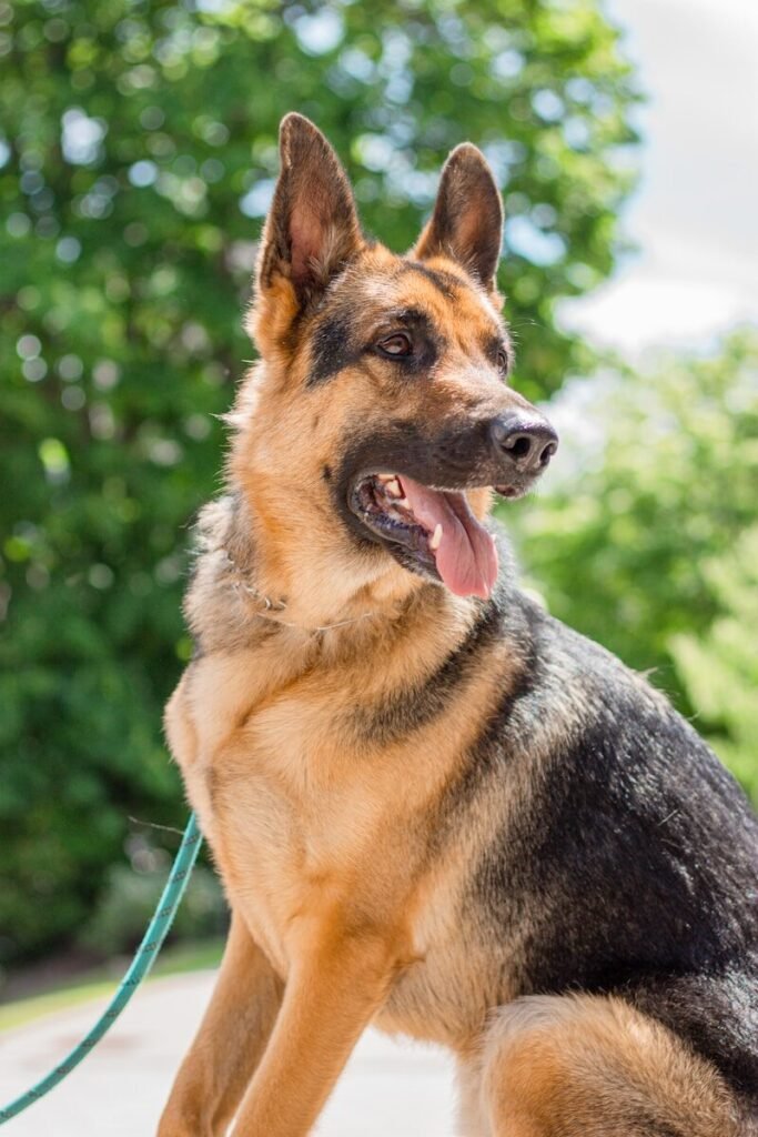 Are Female German Shepherds Stubborn?