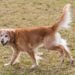 Hip Dysplasia Dogs Symptoms