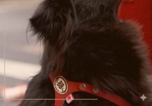 BUDDY BELT Harness Review Image-3