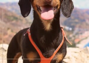 BUDDY BELT Harness review Image-2