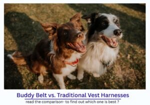 Buddy Belt vs. Traditional Vest Harnesses