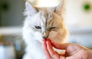 Food Allergies and Intolerances in the Breed