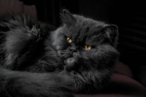 Are there any 'hypoallergenic' Persian cat breeders