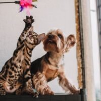 Best Interactive cat toys for indoor cats