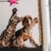 Best Interactive cat toys for indoor cats