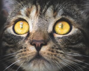 The Best Cat Litter for Odor Control and Dust Free Homes