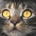 The Best Cat Litter for Odor Control and Dust Free Homes