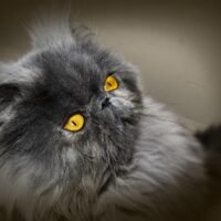 Are Short Hair Persian Cats Hypoallergenic