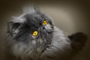 Are Short Hair Persian Cats Hypoallergenic