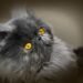 Are Short Hair Persian Cats Hypoallergenic