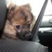 The Top 5 Must-Have Dog Belt & Leash Systems for Active Pups