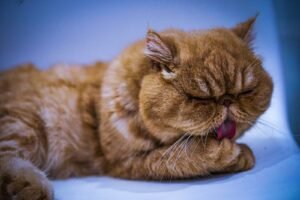 Common Signs of Digestive Issues in Persian Cats