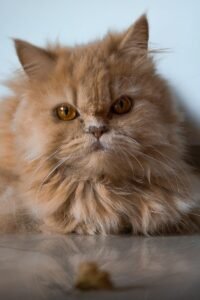 How Anxiety and Changes Affect Your Feline's Stomach