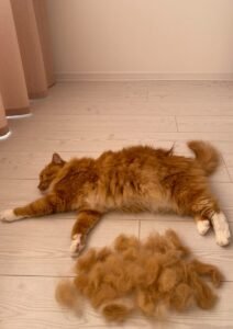 How fast does Maine Coon hair grow back?