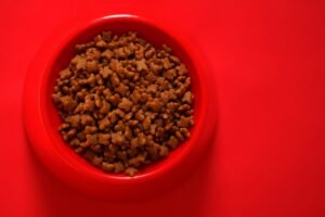 Wet Food vs. Dry Food: Which is Easier to Digest?