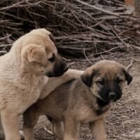 Identifying the Early Signs of Hip Dysplasia in Dogs