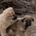 Identifying the Early Signs of Hip Dysplasia in Dogs