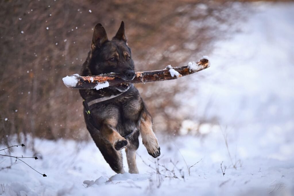 Caring for Your Old German Shepherd Dog: A Guide to Their Golden Years