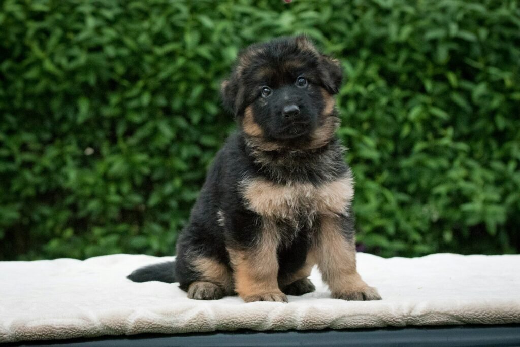 What Do German Shepherds Usually Die From: A Health Guide