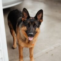 7 Best Hip and Joint Supplement for German Shepherd Mobility
