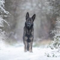 Understanding German Shepherd Dog Hip Dysplasia: A Guide